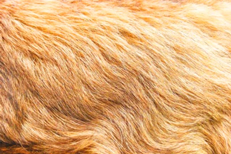 Usually made of mink hair, sea mink hair, fox hair, rex rabbit hair, and other natural animal hairs | shizhiyu